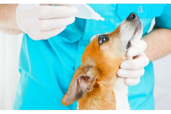 Лечение глаз у собак