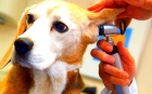 Лечение ушного клеща у собак