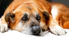 Лечение чумы у собак