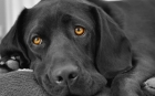 Лечение поноса у собак