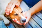 Лечение дирофиляриоза у собак