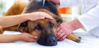 Лечение энтерита у собак