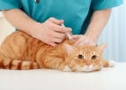 Вакцинация кошек