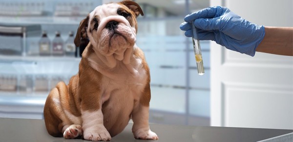 Какие прививки обязательны для собак?