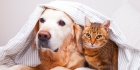 ИФА на инфекционные заболевания кошек или собак 