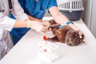 Экспресс диагностика на инфекционные, вирусные и паразитарные заболевания собак и кошек