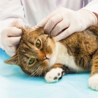 Лечение кошек от укуса клеща