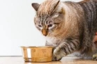 Лечение поноса у кошек