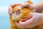 Лечение кальцивироза у кошек