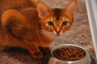 Лечение цистита у кошек