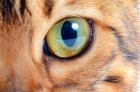 Лечение глаз у кошек