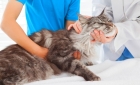 Лечение чумки у кошек