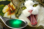Лечение отравления у кошек
