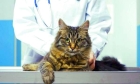 Лечение домашних кошек