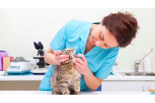 Ветеринар для кошки