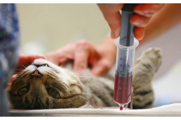 Забор крови из вены для анализа у кошки, собаки