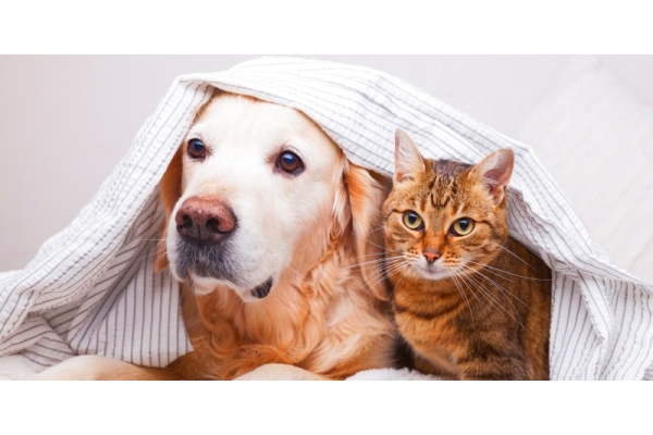 ИФА на инфекционные заболевания кошек или собак 