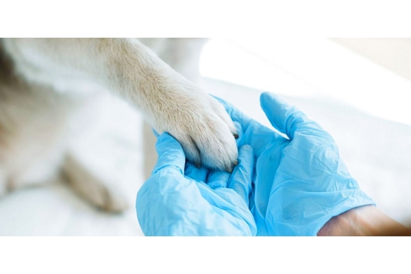 ПЦР на инфекционные заболевания собак и/или кошек