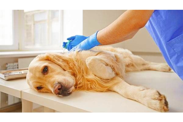 Лечение пироплазмоза у собак