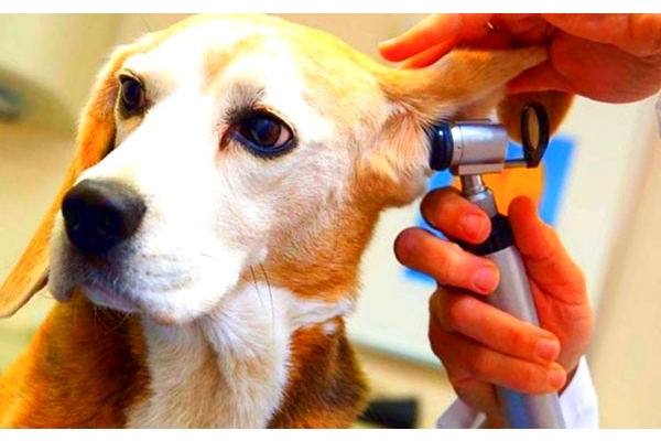 Лечение ушного клеща у собак