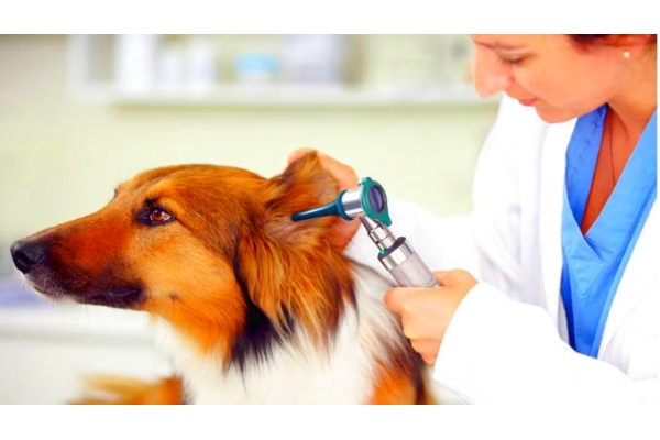 Лечение отита у собак
