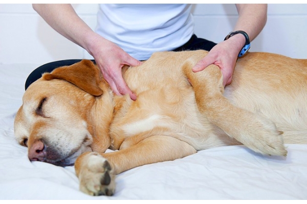 Лечение суставов у собак