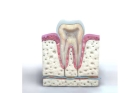 Лечение пульпита несформированных зубов